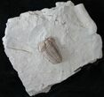 Huge Flexicalymene Trilobite - Top Quality #15911-2